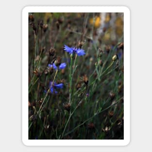 Cornflower Magnet